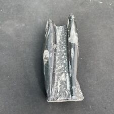 Orthoceras polished fossil for sale  BURTON-ON-TRENT