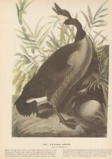 1942 audubon print for sale  Medina