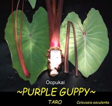 ~‘O‘OPUKAI~ PURPLE GUPPY edible TARO Colocasia HAWAIIAN live small starter Plant for sale  Shipping to South Africa