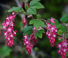 Ribes sanguineum king for sale  STOKE-ON-TRENT