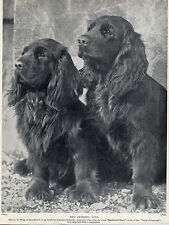 Sussex spaniel two for sale  COLEFORD