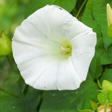 Suttons ipomoea pearly for sale  PAIGNTON