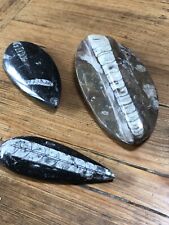 Polished orthoceras fossils for sale  WOODSTOCK