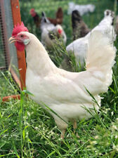 6 White Leghorn Hatching Eggs, used for sale  LONDON