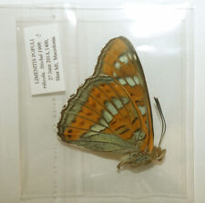 Used, Nymphalidae LIMENITIS POPULI "rilicola "***** male  *****MACEDONIA(papered) for sale  Shipping to South Africa