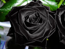 Rare black rose for sale  Shipping to Ireland