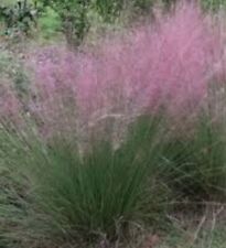 Purple love grass for sale  SALE