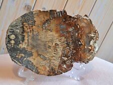 Petrified fossil wood for sale  SHEFFIELD