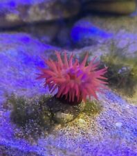 Red beadlet captive for sale  BUDE
