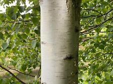 Betula Pendula Silver Birch Tree 3-4ft Tall Supplied in a 2/3 Litre Pot, used for sale  KING'S LYNN