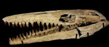 Grande crânio de mosassauro - Mosasaurus beaugei - Crânio de dinossauro - Crânio de réptil comprar usado  Enviando para Brazil