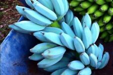 Pianta banano blue usato  Italia