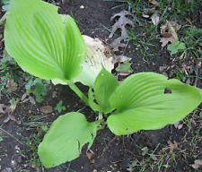 Hosta Brightest Golden Specter Yellow Gold Dancing Queen Sea Fire Live Plant USA for sale  Shipping to South Africa