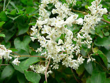 Polygonum baldshuanicum fast for sale  STOKE-ON-TRENT