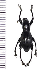 Insect - CURCULIONIDAE Pachyrhynchus pinorum male - Philippines - 19mm rare..! for sale  Shipping to South Africa