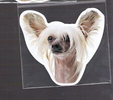 chinese crested for sale  Myrtle Beach