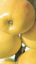 Pianta mela limoncella usato  Altamura