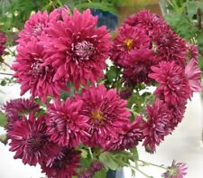 CHRYZANTEMA OGRODOWA ##### MARKETKA ##### ZIMUJ?CA chrysanthemum , używany na sprzedaż  PL