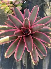 Bromeliad Neoregelia "Ying" THE YING YANG TWIN!! ☯️ for sale  Shipping to South Africa