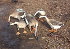 Chinese goose geese for sale  EVESHAM