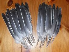 pigeon feathers for sale  ABERDEEN