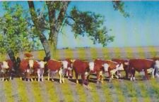Herd white faced for sale  Apple Valley