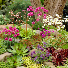 Mixed Rockery Alpine Collection - Colourful Outdoor Potted Perennial Plant Mix for sale  UK