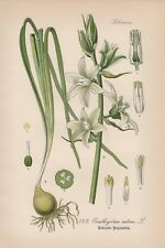 Nodding Milk Star (Ornithogalum Nutans) Vogelmilch Lithography From 1886 Thome for sale  Shipping to South Africa