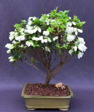White azalea bonsai for sale  Patchogue