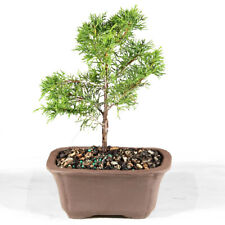 Shimpaku juniper bonsai for sale  Olive Branch