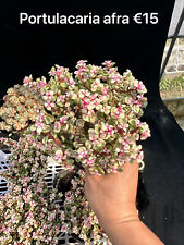 Portulacaria afra for sale  Ireland