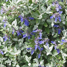 Teucrium fruticans germandrée d'occasion  Pouzauges