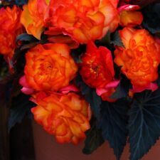 Begonia non stop for sale  IPSWICH