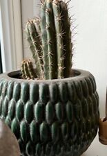 Cactus ceramic plant for sale  TRURO