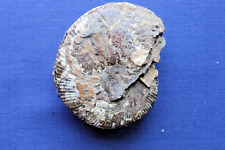 Ammonite fossil found for sale  Bellvue