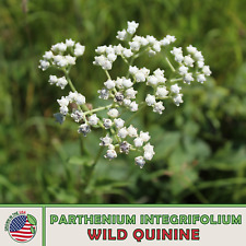 Wild quinine seeds for sale  Venice