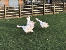 Emden goose hatching for sale  GLOUCESTER