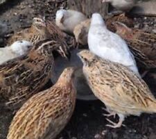 36x big quail for sale  BLAIRGOWRIE