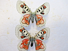 Entomology Papilionidae Parnassius Wiscotti Extra Red Couple Breeding for sale  Shipping to South Africa