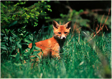 Animal Postcard - DJH - Young Fox for sale  Shipping to South Africa