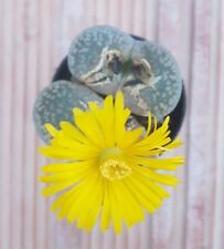 Lithops proprio vaso usato  Foligno