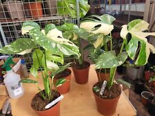 Monstera Thai var,Constilation ,high variegation, 6-8 leaves, tissue culture var for sale  Shipping to South Africa
