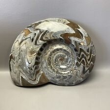 Large ammonite fossil for sale  Houston