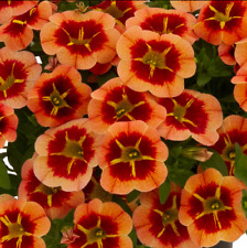 Calibrachoa conga orange for sale  WORKSOP