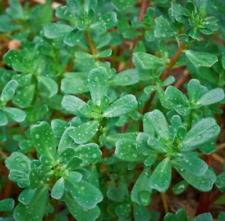 Green purslane seeds for sale  Berwyn