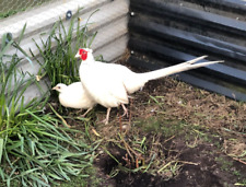 White pheasant hatching for sale  UK