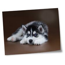 Impressões 8x10" (sem molduras) - Cachorro Husky Siberiano Olhos Azuis #46297 comprar usado  Enviando para Brazil