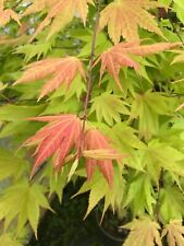 Japanese maple autumn for sale  Woodburn