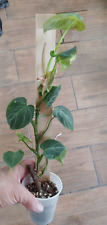 Philodendron rubrijuvenile cho for sale  Lexington