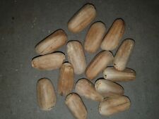 Peroffskyana Lepidozamy, 4 Seeds for sale  Shipping to South Africa